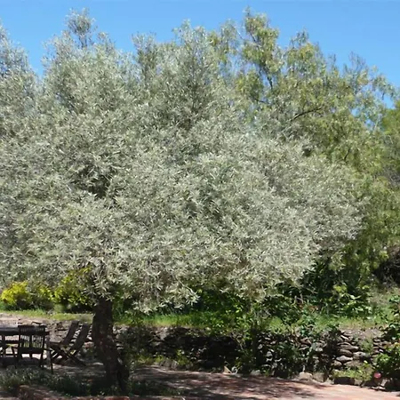Olivos Sayalonga